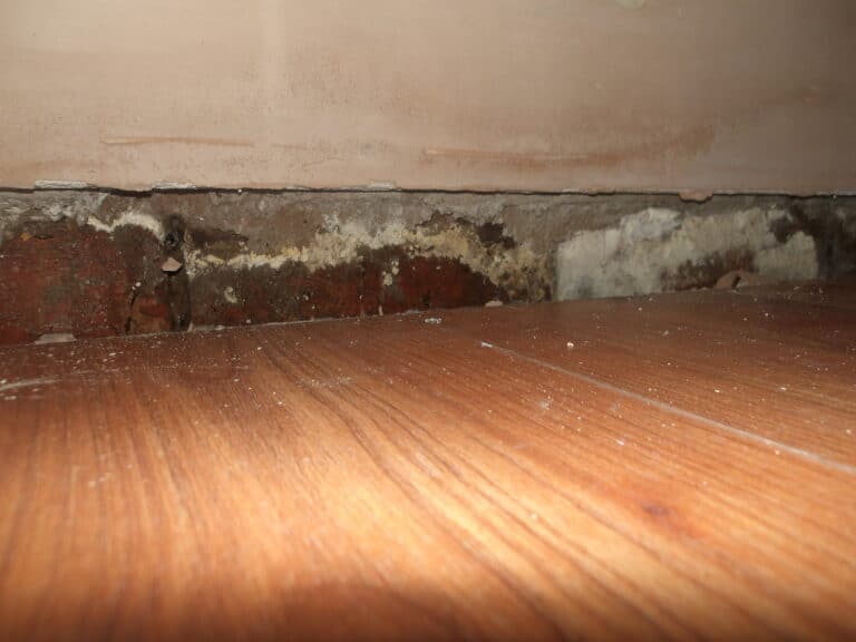 fungal decay to brickwork and timber