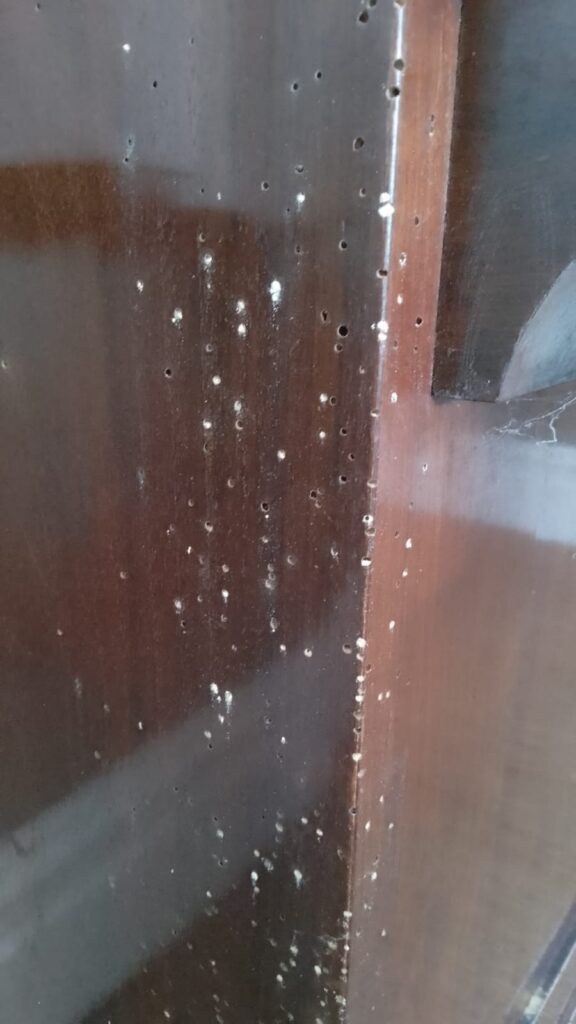 Close-up of woodworm holes and damage on wooden surface.